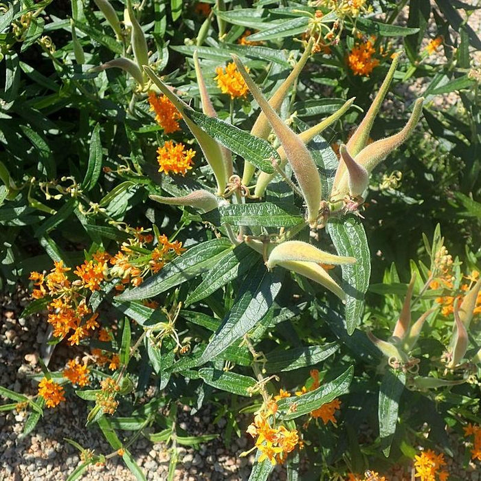 Milkweed, Butterfly Weed