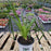 Daylily, Rainbow Rhythm® Lake of Fire Daylily
