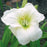 Daylily, Gentle Shepherd Daylily