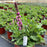 Salvia nemorosa 'Rose Marvel'  - Rose Marvel Meadow Sage