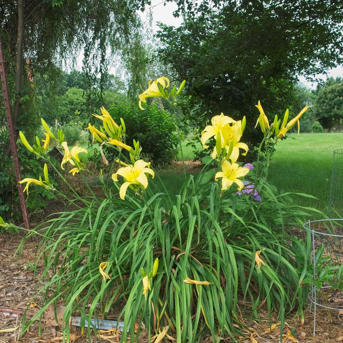 Daylily, Hyperion Daylily