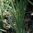 Grass, Lucerne Blue-Eyed Grass