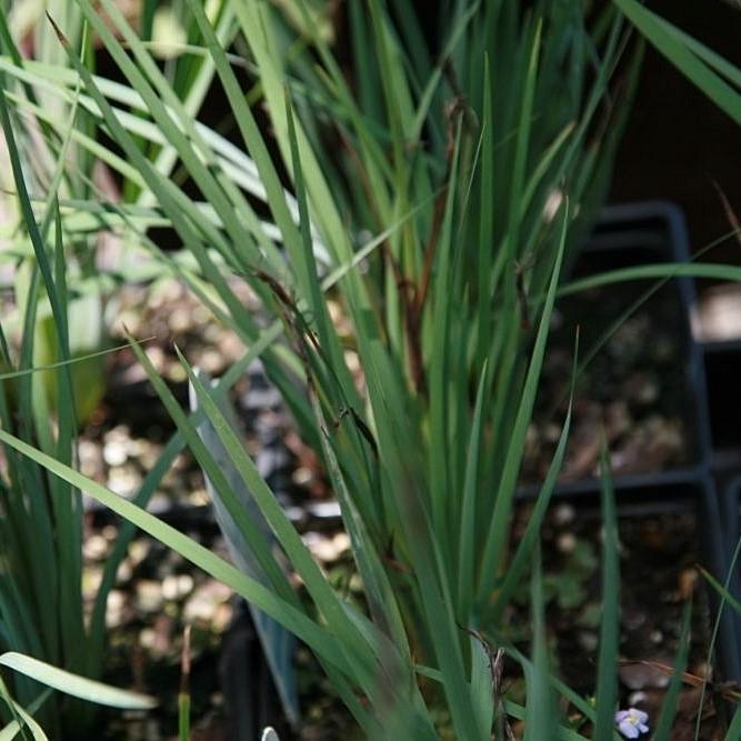 Grass, Lucerne Blue-Eyed Grass
