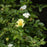 Rose, Popcorn Drift® Rose
