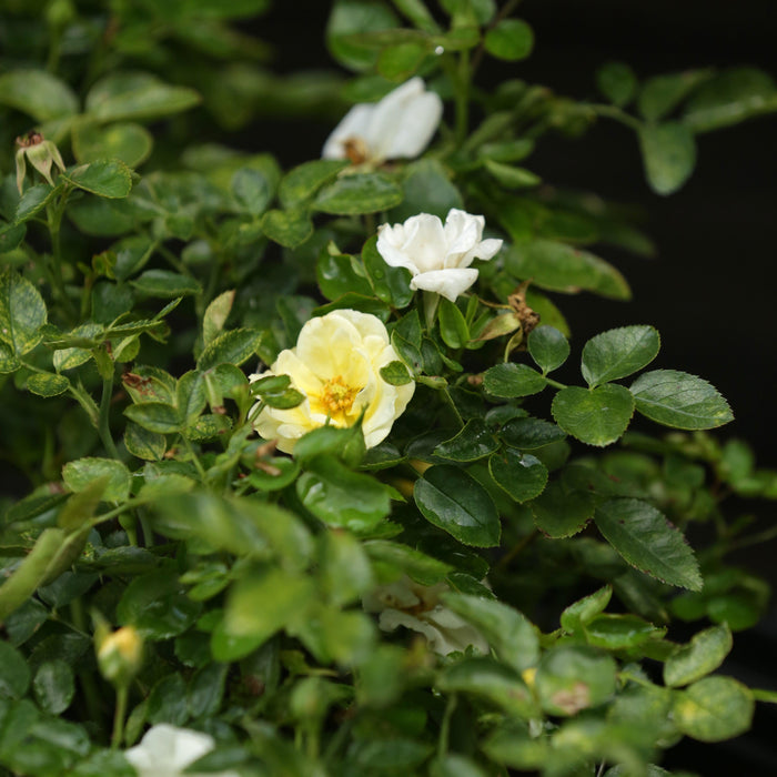 Rose, Popcorn Drift® Rose