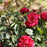Rose, True Endearment Rose