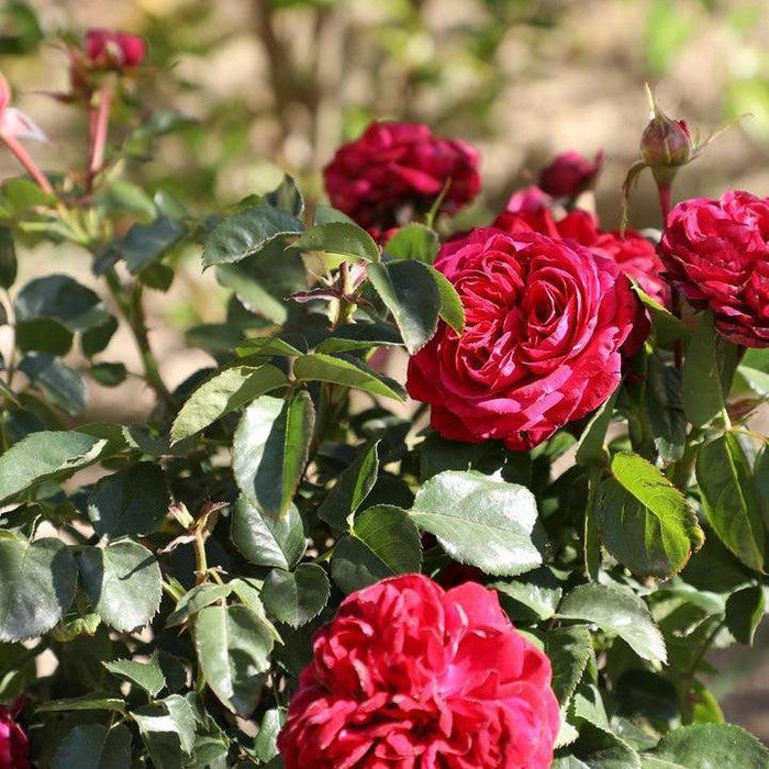 Rose, True Endearment Rose