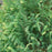 False Cypress, Pinpoint® Blue & Gold False Cypress