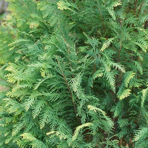 False Cypress, Pinpoint® Blue & Gold False Cypress