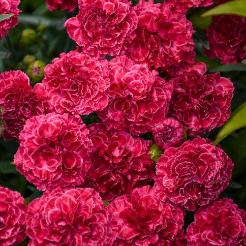Dianthus, Fruit Punch® Raspberry Ruffles Dianthus — Mackey's