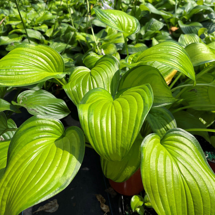 Hosta, Guacamole Hosta
