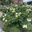 Rose, Easy Elegance® Yellow Submarine Rose