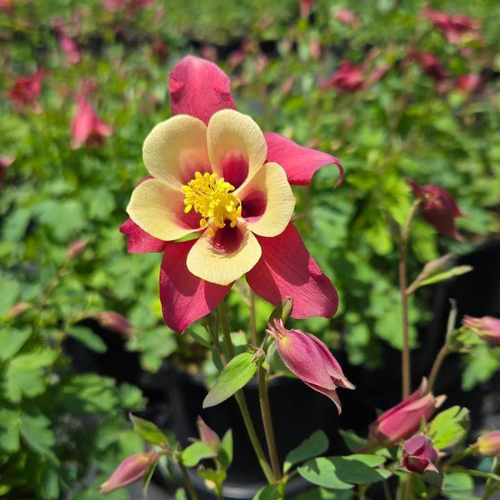 Columbine, Earlybird™ Red Yellow Columbine