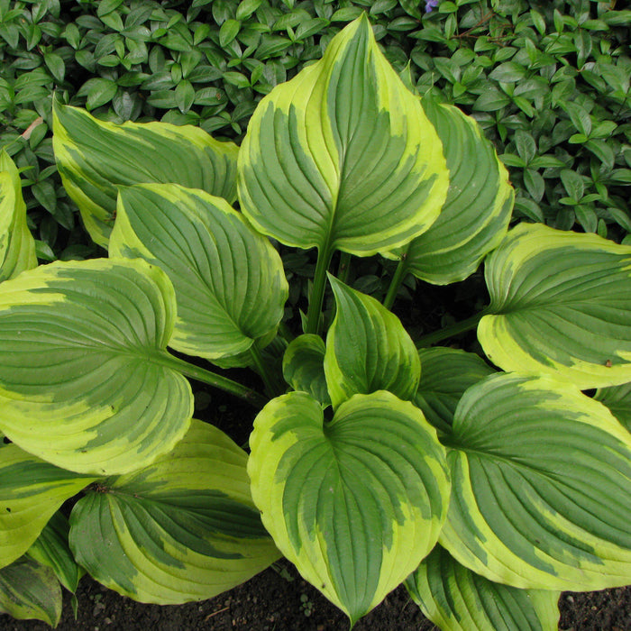 Hosta, Aureomarginata Hosta