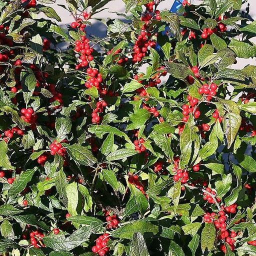 Holly, Winter Red Winterberry Holly
