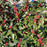 Holly, Winter Red Winterberry Holly