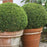 Boxwood, Sprinter® Boxwood