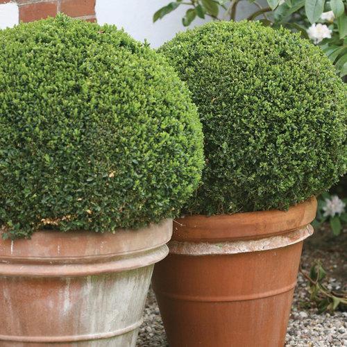 Boxwood, Sprinter® Boxwood