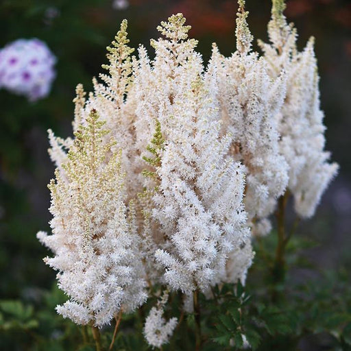 Astilbe, You And Me Together Astilbe