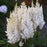 Astilbe, You And Me Together Astilbe