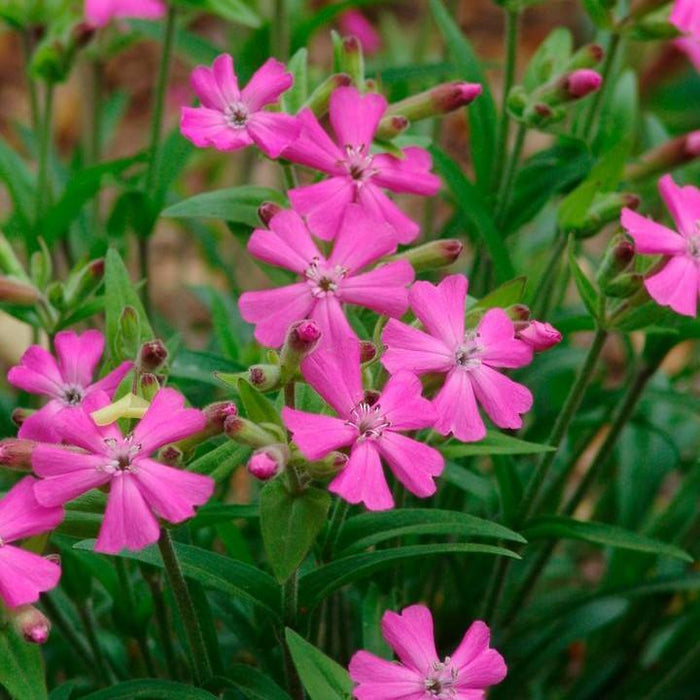 Wild Pinks, Short and Sweet Wild Pinks