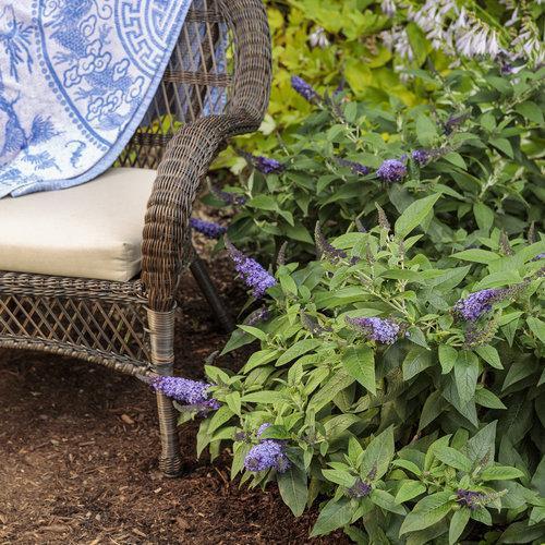 Butterfly Bush, Pugster Blue® Dwarf Butterfly Bush