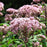 Eupatorium maculatum  - Spotted Joe Pye Weed