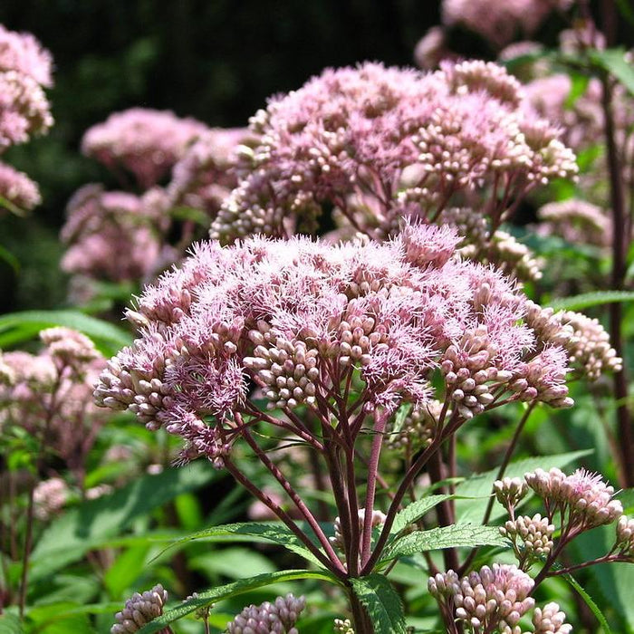 Eupatorium maculatum  - Spotted Joe Pye Weed