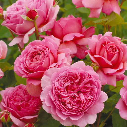 Rosa 'Ausmerchant'  - Princess Alexandra of Kent Rose