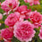 Rosa 'Ausmerchant'  - Princess Alexandra of Kent Rose