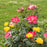 Rose, Sunset Horizon™ Rose