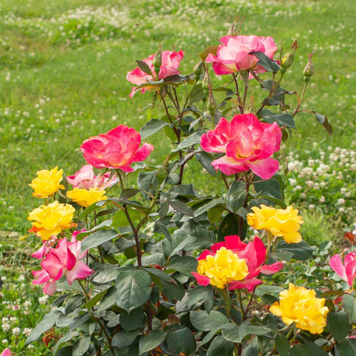 Rose, Sunset Horizon™ Rose