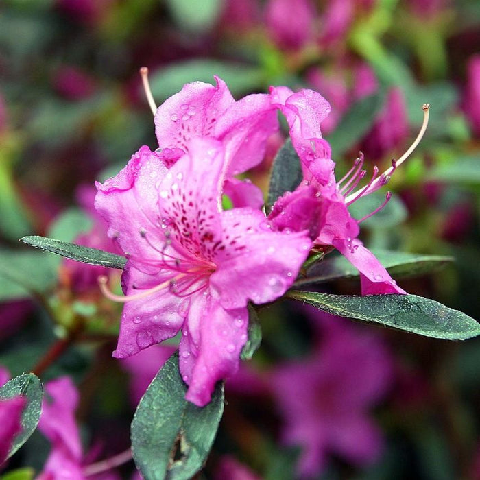 Azalea, Karen Azalea
