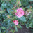 Rose, Pinkerbelle™ Rose