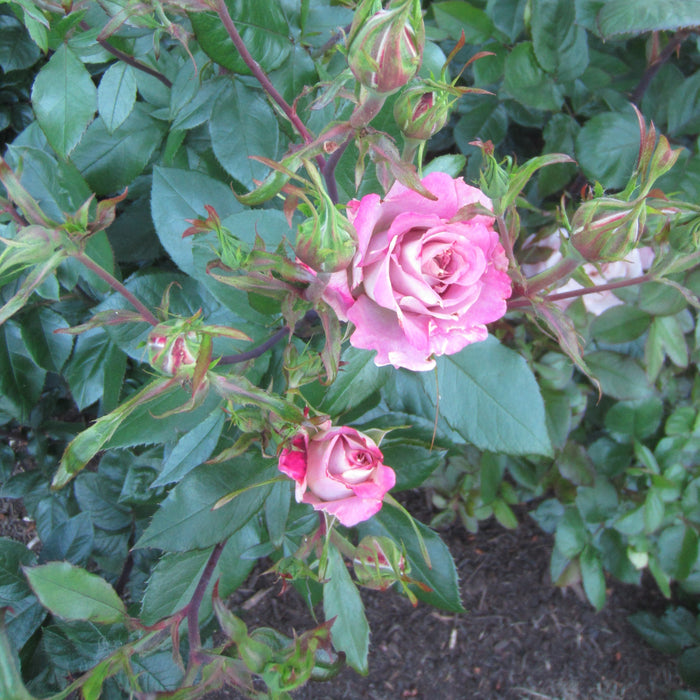 Rose, Pinkerbelle™ Rose