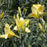 Daylily, Happy Returns Daylily