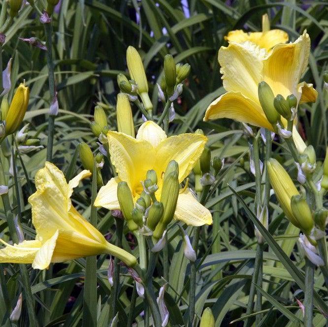 Daylily, Happy Returns Daylily