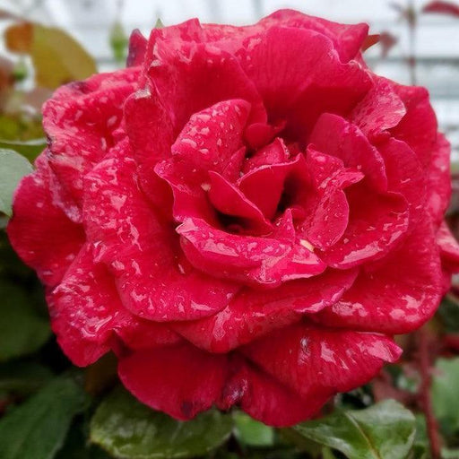 Rose, Mister Lincoln Hybrid Tea Rose