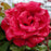 Rose, Mister Lincoln Hybrid Tea Rose