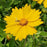Tickseed, Sunshine Superman Star Tickseed