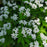 Sweet Woodruff