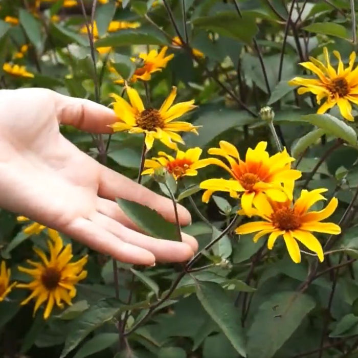 False Sunflower, Burning Hearts False Sunflower