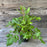 Astilbe, Visions Chinese Astilbe, False Goat's Beard