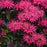 Bee Balm, Sugar Buzz® Berry Taffy Bee Balm