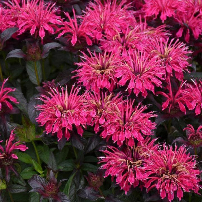 Bee Balm, Sugar Buzz® Berry Taffy Bee Balm