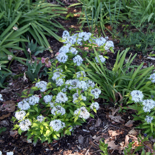 AMSONIA TABERNAEMONT BLUE ICE 1G