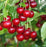 Cherry, Meteor Tart Dwarf Cherry Tree, 7 gal (5-6 ft)