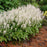 Foamflower, Cutting Edge Foamflower