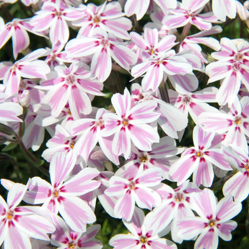 Phlox, Candy Stripes Creeping Phlox