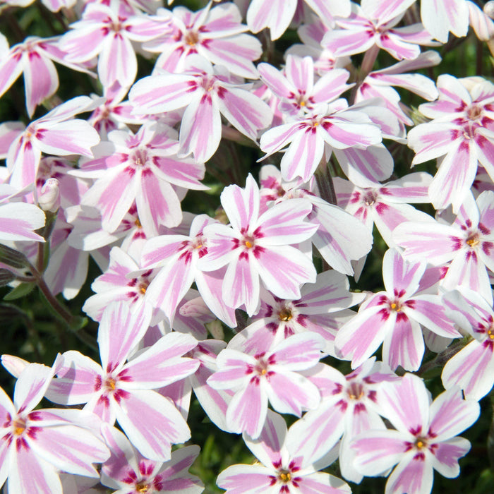 Phlox, Candy Stripes Creeping Phlox